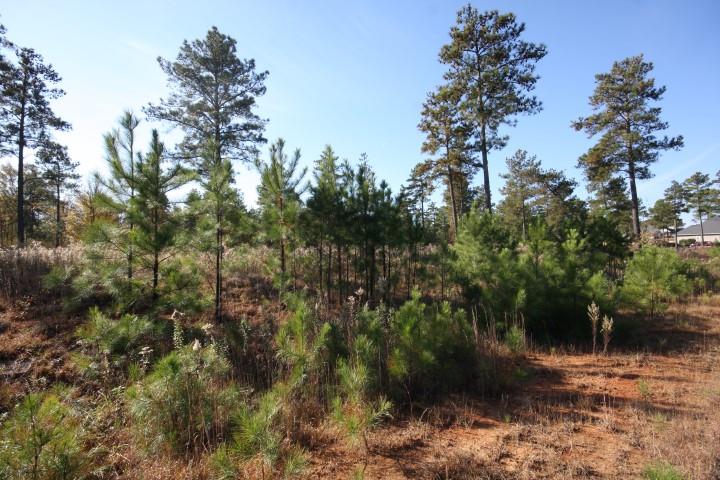 411 Gray Wolf Dr, Macon, GA 31216 photo 3