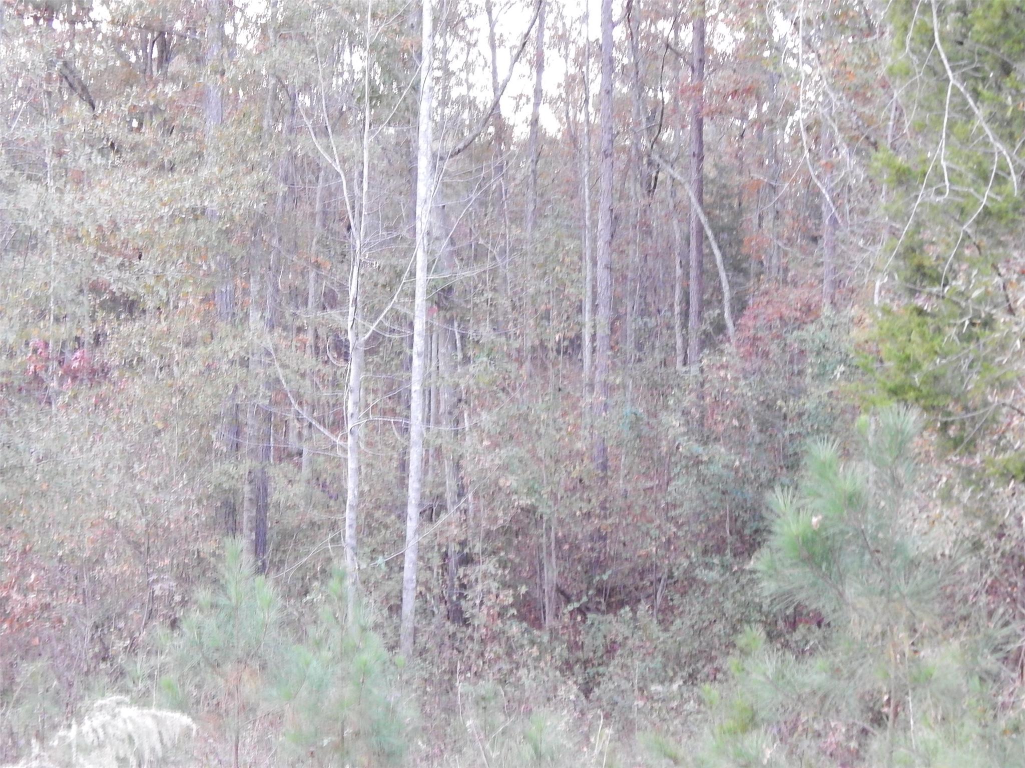 937 Barker Rd, Thomaston, GA 30286 photo 19