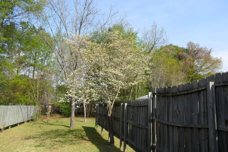 281 Harris St, Toccoa, GA 30577 photo 9