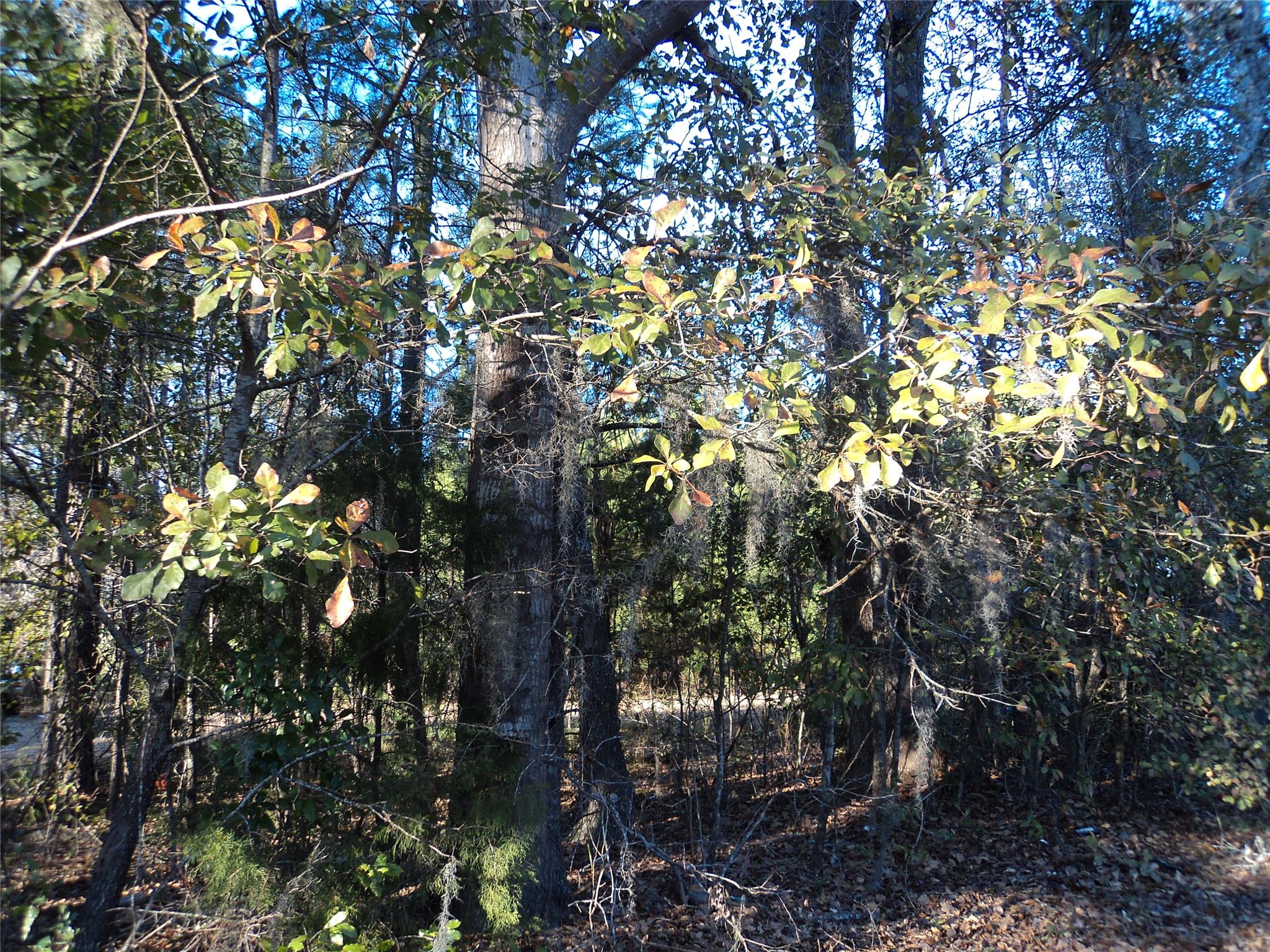 315 Hines, Guyton, GA 31312 photo 1