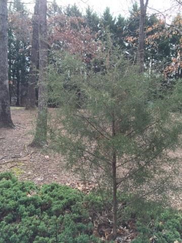 148 Buttonwood Loop, Athens, GA 30605 photo 24