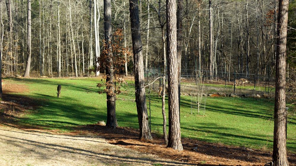1137 Scott Rd, Williamson, GA 30292 photo 22