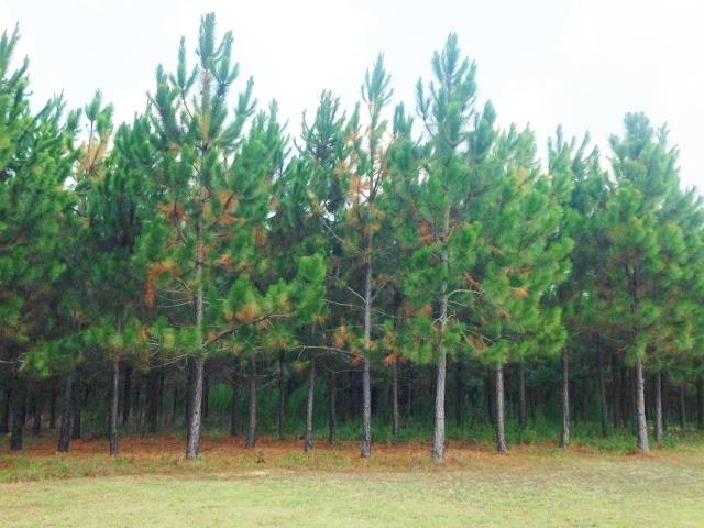 92 Mildred Smith Rd, Kite, GA 31049 photo 23
