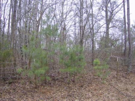 1998 Flint Rd, Culloden, GA 31016 photo 2