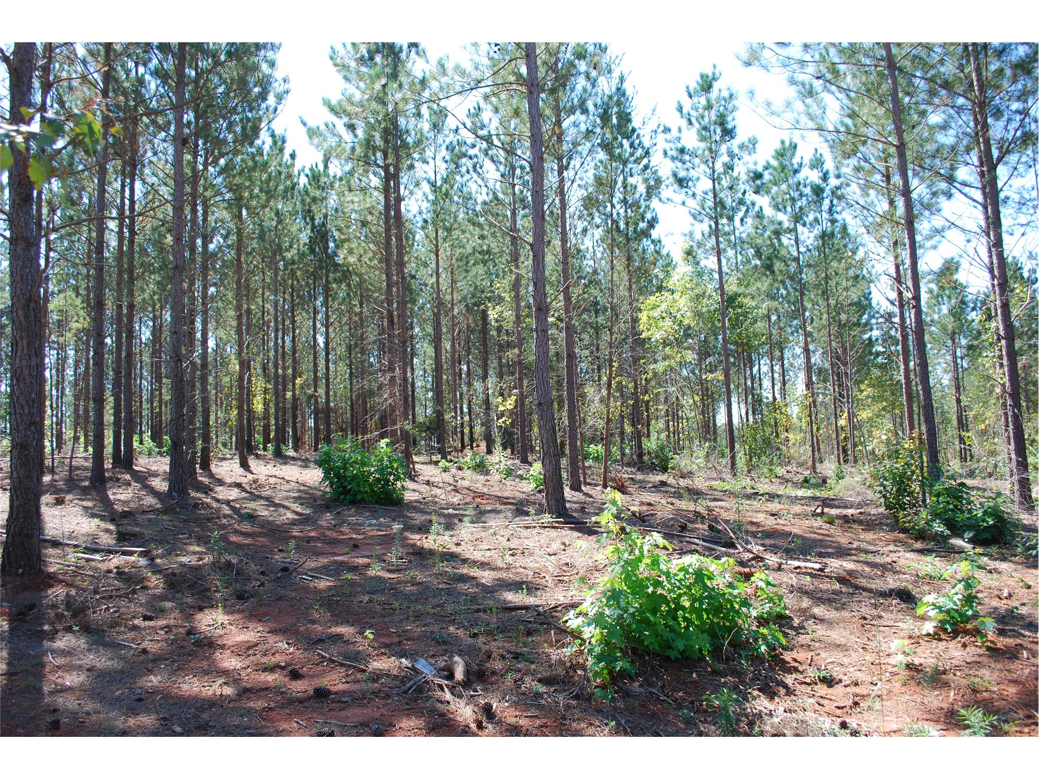 8990 Bill Savage Rd, Lula, GA 30554 photo 1
