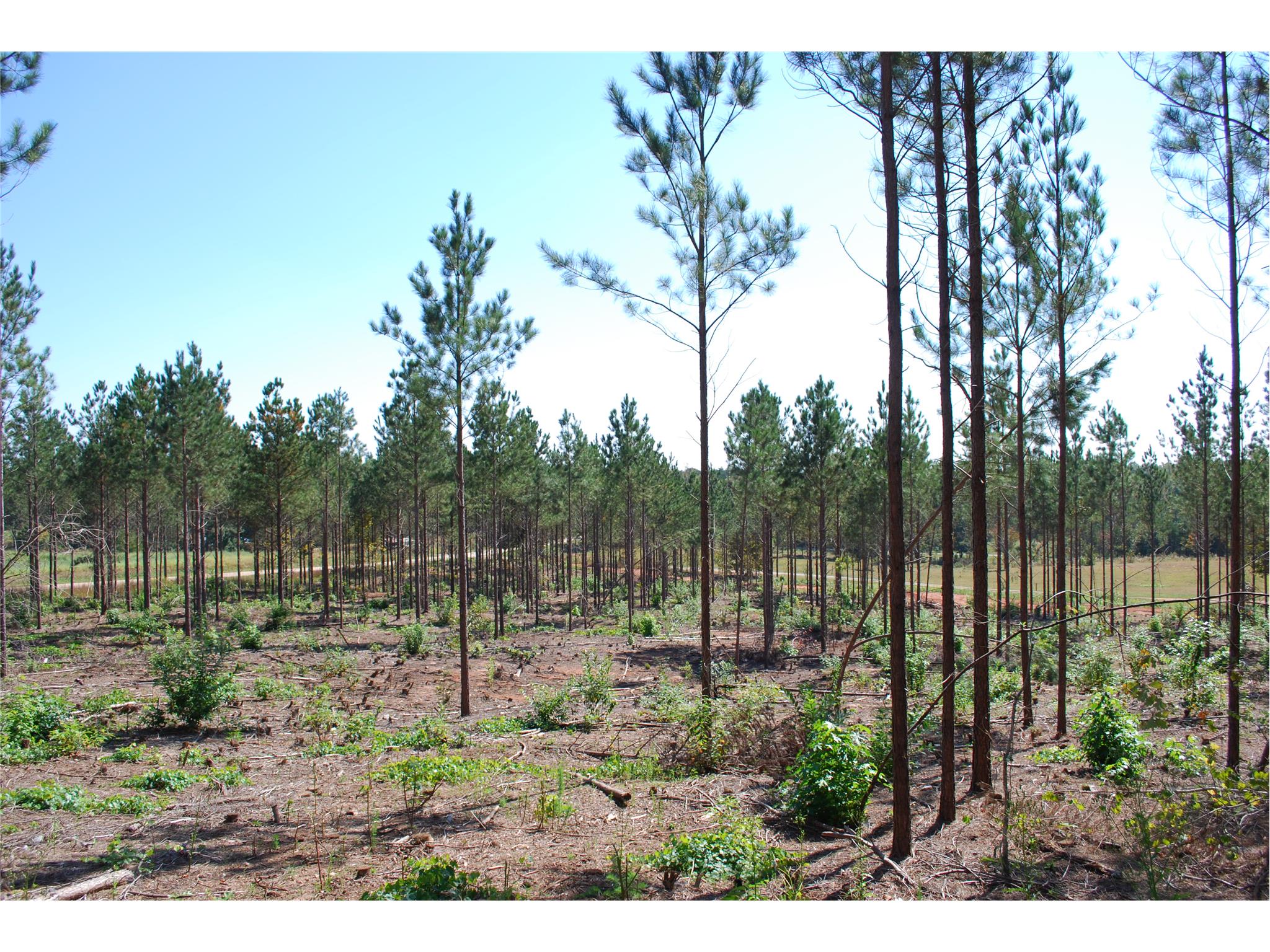 8990 Bill Savage Rd, Lula, GA 30554 photo 4