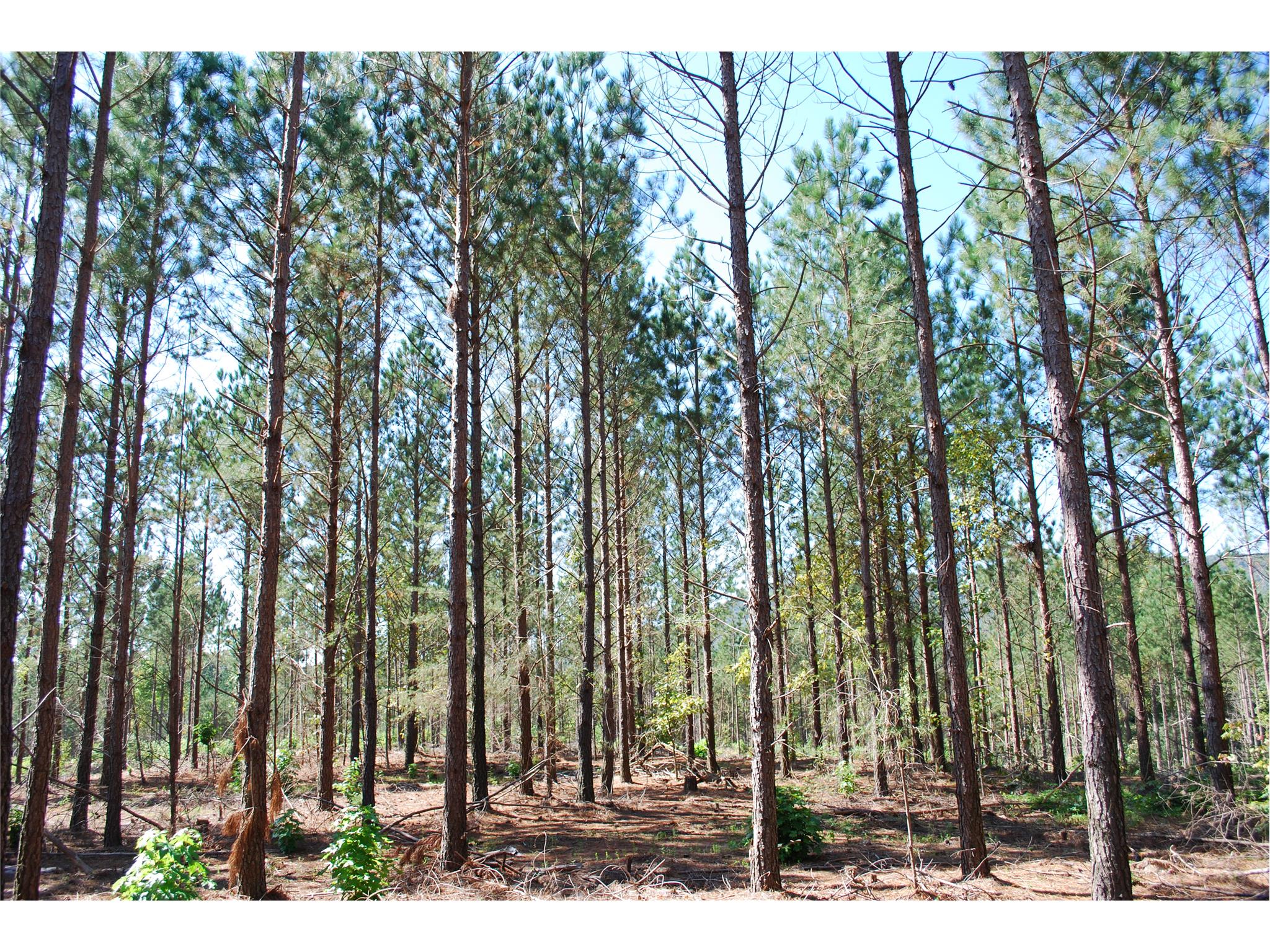 8990 Bill Savage Rd, Lula, GA 30554 photo 3