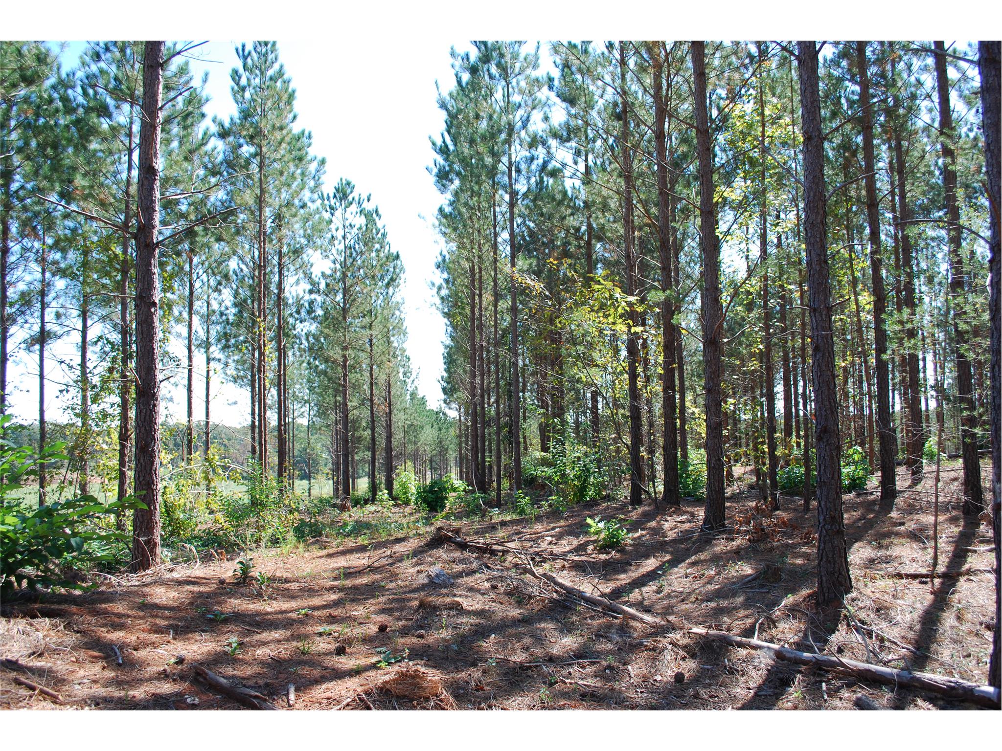 8990 Bill Savage Rd, Lula, GA 30554 photo 2