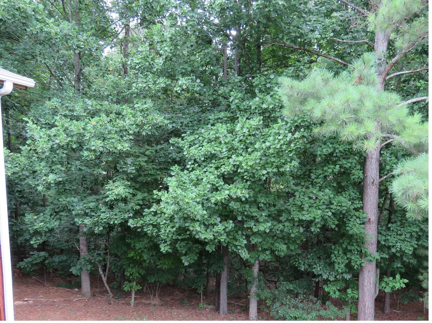 1235 Compton Way, Suwanee, GA 30024 photo 22