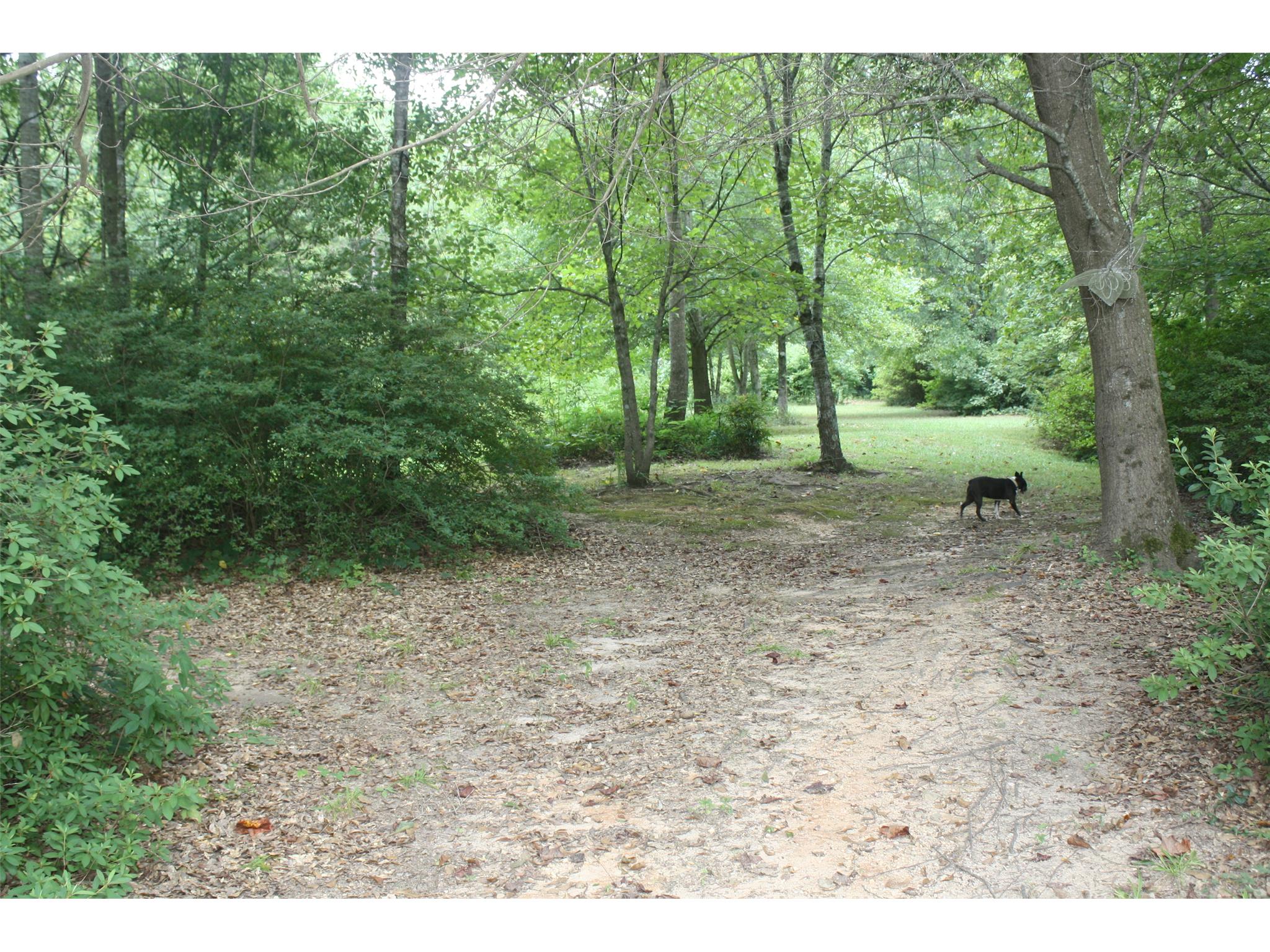 166 Lakeview Rd, Toccoa, GA 30577 photo 4