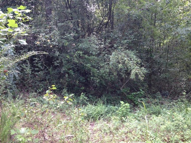 601 Friendly Mission Ln, Cornelia, GA 30531 photo 3