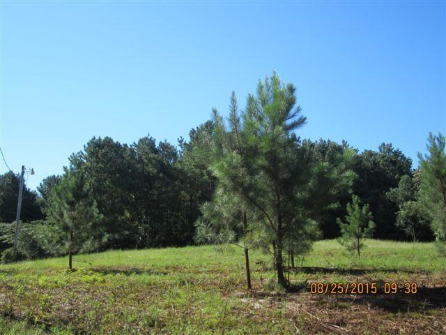 5554 County Rd 137, Cedar Bluff, AL 35959 photo 4