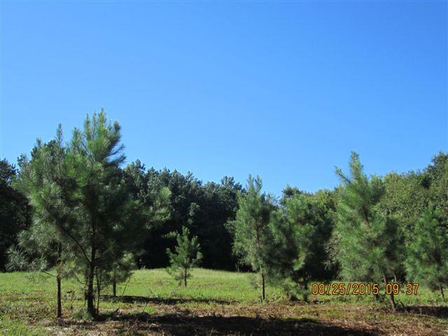 5554 County Rd 137, Cedar Bluff, AL 35959 photo 5