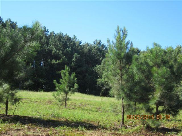 5554 County Rd 137, Cedar Bluff, AL 35959 photo 6