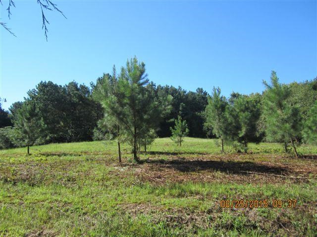 5554 County Rd 137, Cedar Bluff, AL 35959 photo 11