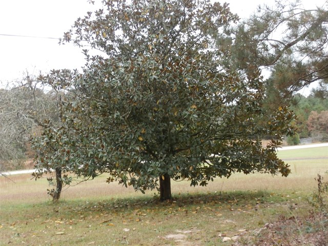 1114 S Hampton Rd, Hampton, GA 30228 photo 17