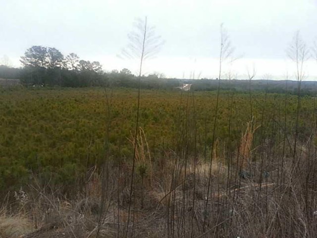 117 Cornett Ln, Jasper, GA 30143 photo 2