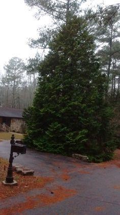116 Cherry St, Bremen, GA 30110 photo 5