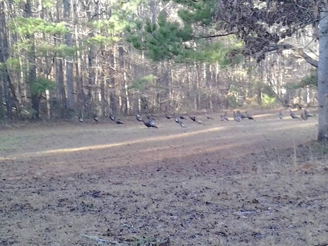 107 Summit View Rd, Jackson, GA 30233 photo 20