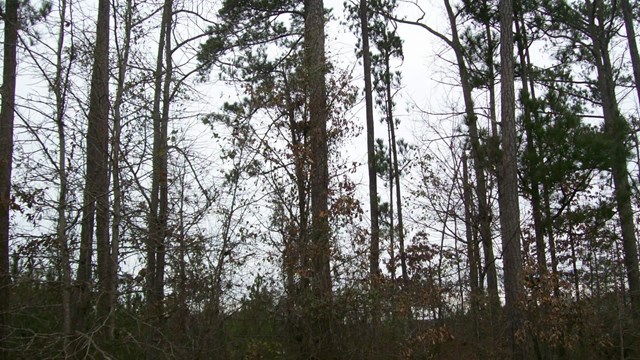 590 Vaughan Dr, Hampton, GA 30228 photo 2