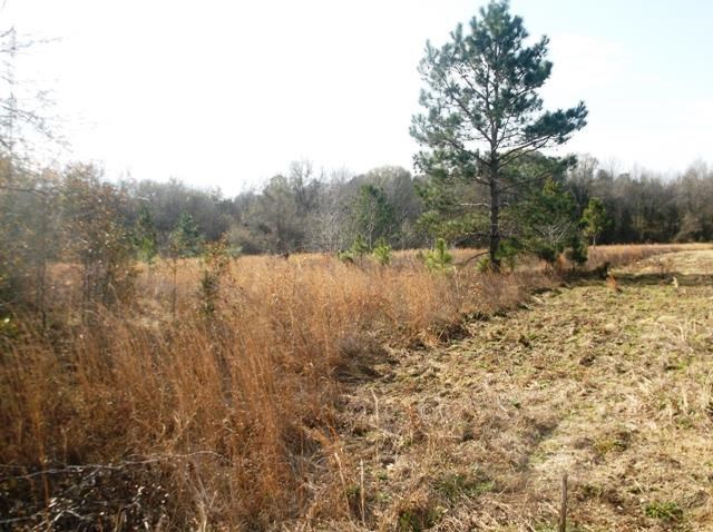 532 Williams Rd, Claxton, GA 30417 photo 5