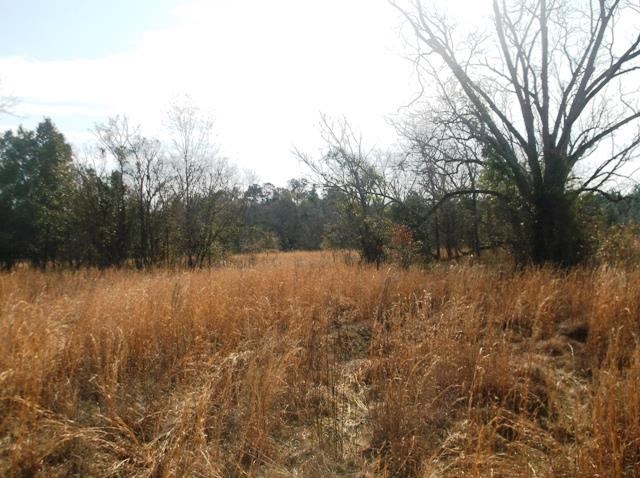 532 Williams Rd, Claxton, GA 30417 photo 4