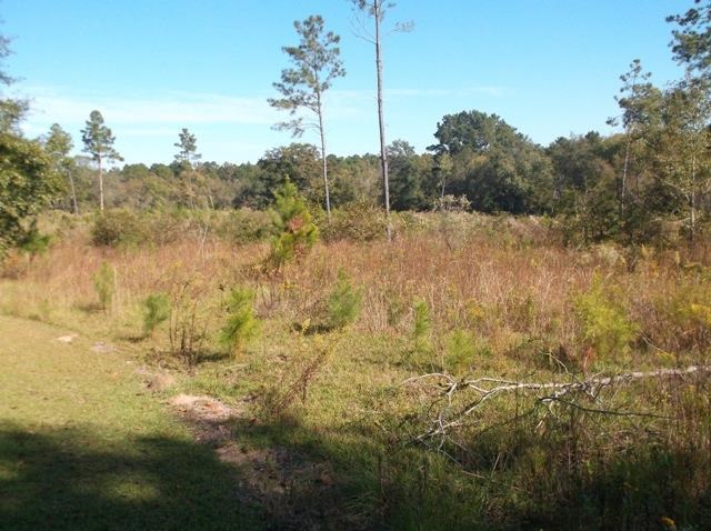 26 Robert Coleman Rd, Collins, GA 30421 photo 2