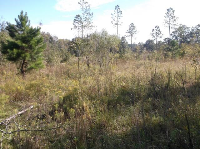 26 Robert Coleman Rd, Collins, GA 30421 photo 3