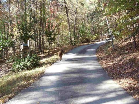 527 Herrin Rd, Cornelia, GA 30531 photo 26