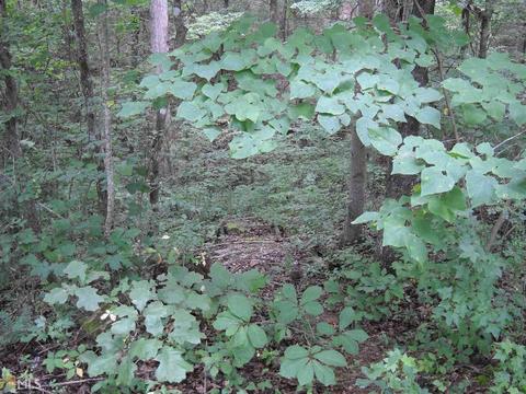227 Old Jarrett Mill Rd, Toccoa, GA 30577 photo 15