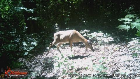 800 Garrison Rd, Lula, GA 30554 photo 7