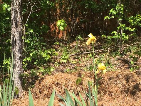 625 Lynchburg St, Hampton, GA 30228 photo 16