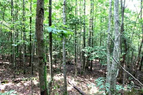 1585 Smith Loop Rd, Demorest, GA 30535 photo 8