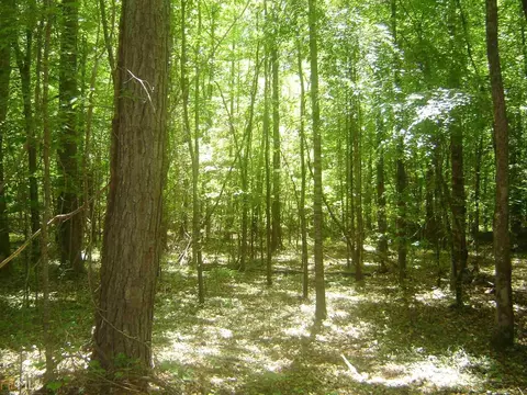 2001 Moores Mill Dr, Lanett, AL 36863 photo 5