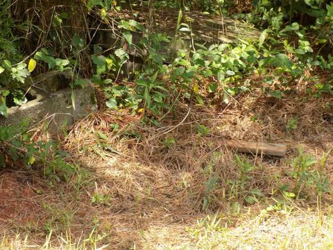 1833 Cole Rd, Carnesville, GA 30521 photo 9