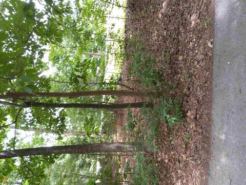 813 Garrison, Lula, GA 30554 photo 13