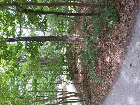 813 Garrison, Lula, GA 30554 photo 12