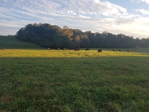 476 Hebron Rd, Commerce, GA 30530 photo 8