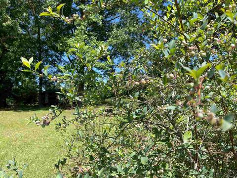 595 Five Points Rd, Milner, GA 30257 photo 62