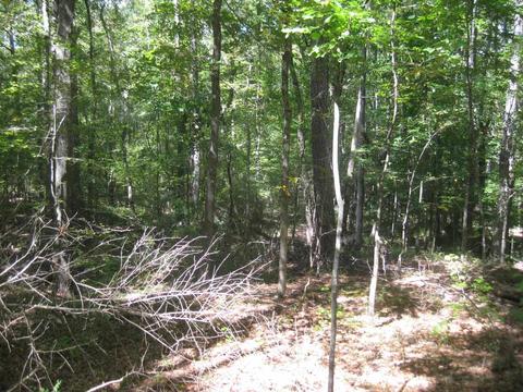 2894 Dixion Rd, Roberta, GA 31078 photo 9