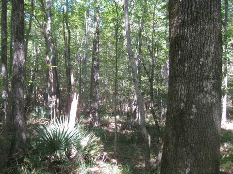 2894 Dixion Rd, Roberta, GA 31078 photo 10