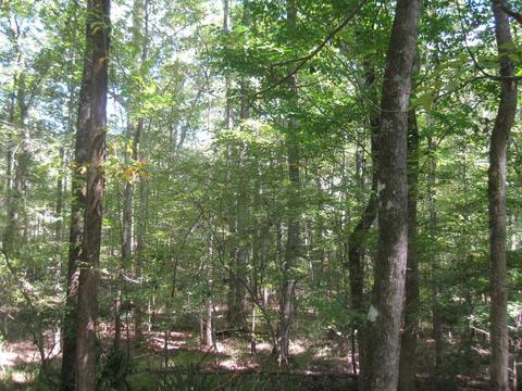 2894 Dixion Rd, Roberta, GA 31078 photo 11