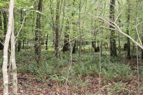 243 Katie Beth Rd, Comer, GA 30629 photo 33