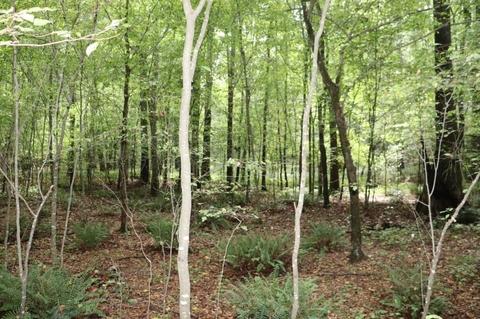 243 Katie Beth Rd, Comer, GA 30629 photo 36