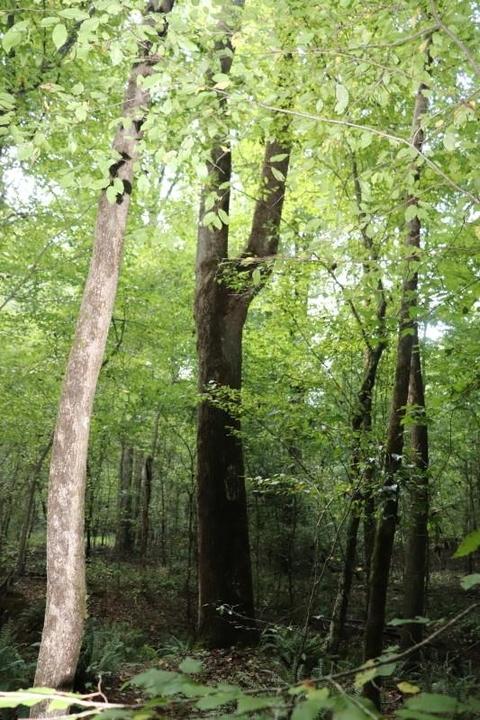 243 Katie Beth Rd, Comer, GA 30629 photo 34