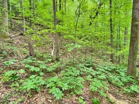 0 Old River Rd, Dahlonega, GA 30533