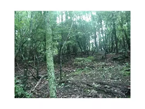 1108 Oglethorpe Mountain Rd, Jasper, GA 30143 photo 10