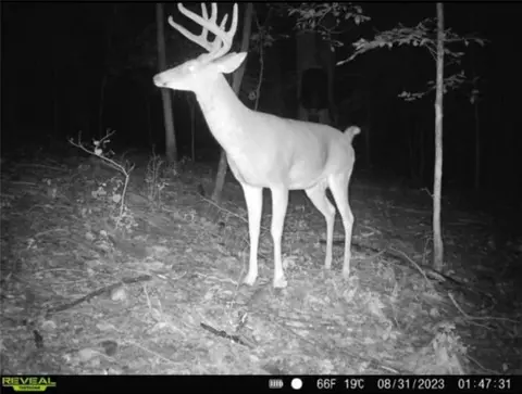 0 Mud Green Rd, Temple, GA 30179 photo 14