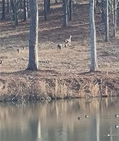 View/Area - 1401 Rainey Rd, Temple, GA 30179 photo 12 of 20
