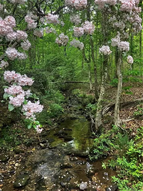 X Kelly Bridge Road, Dawsonville, GA 30534